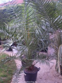 Phoenix canariensis01